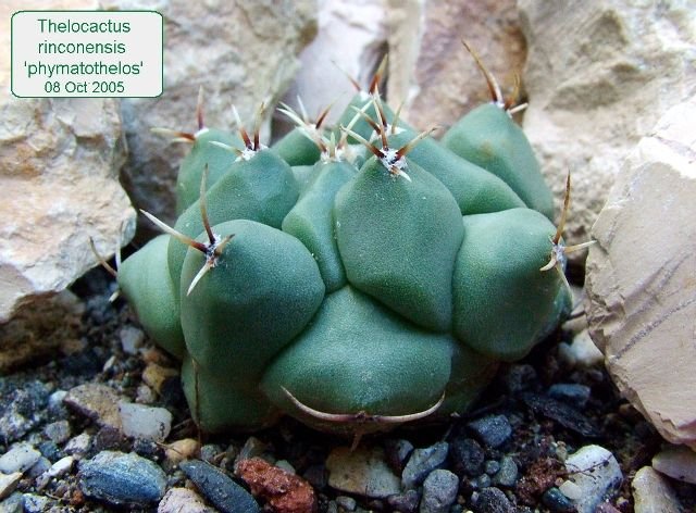 Thelocactus _rinconensis _ 'phymatothelos'_ 01